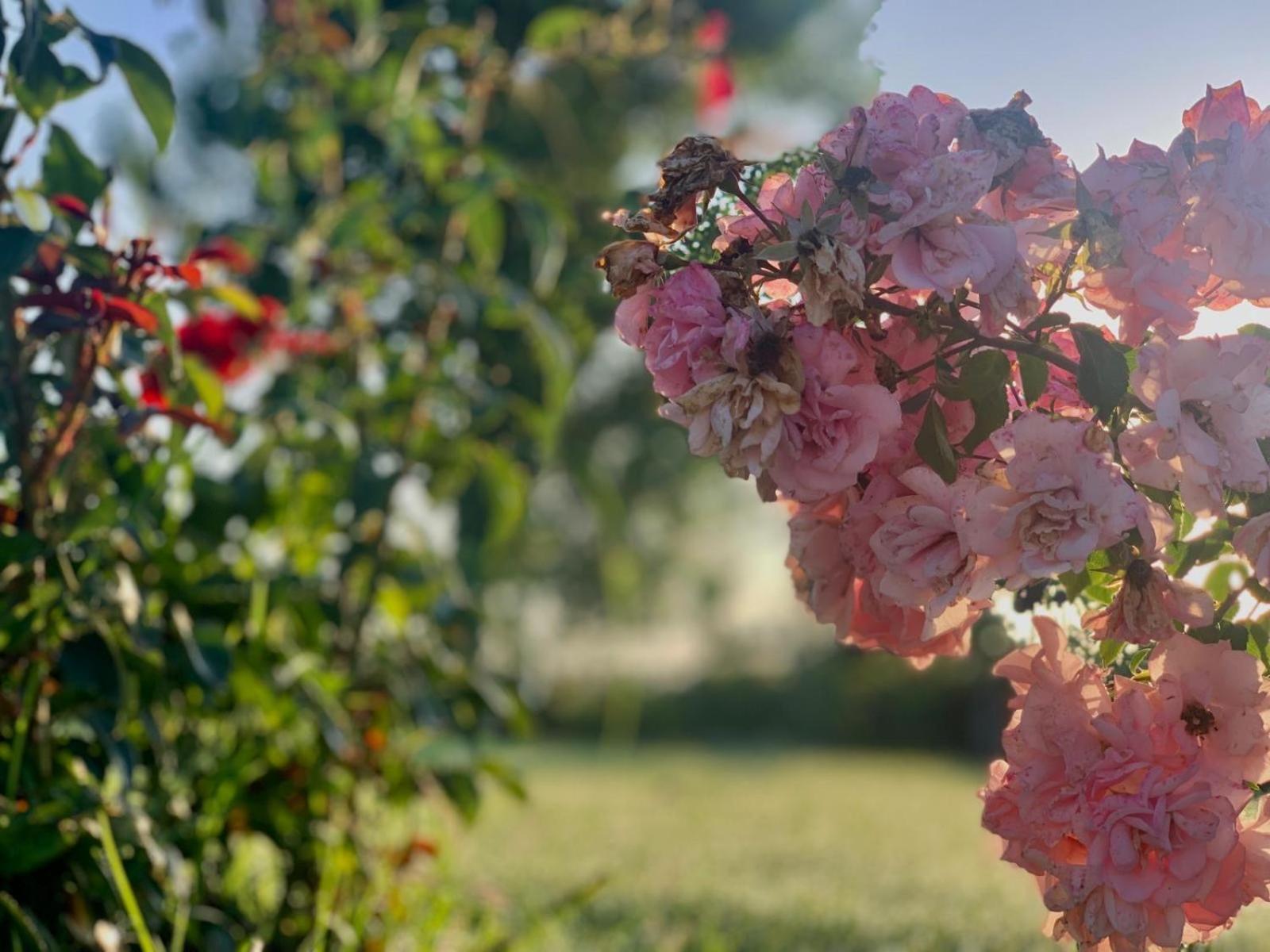 Cento Giorni Costa Paestum Bed & Breakfast *