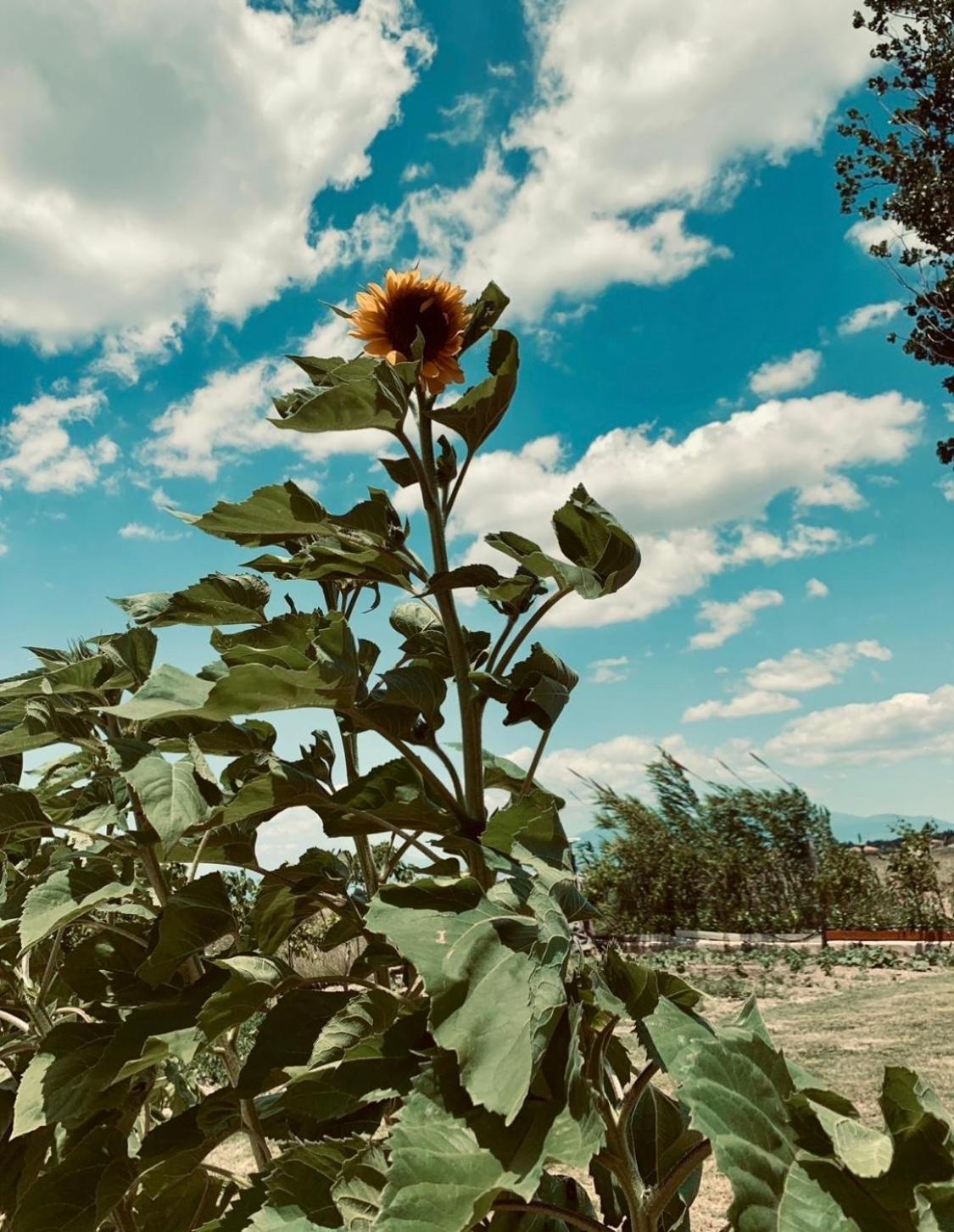 Cento Giorni Costa Paestum Bed & Breakfast Capaccio